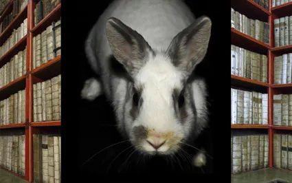 W.Rabbit - Corner II, 2011 — oil on aluminium panel